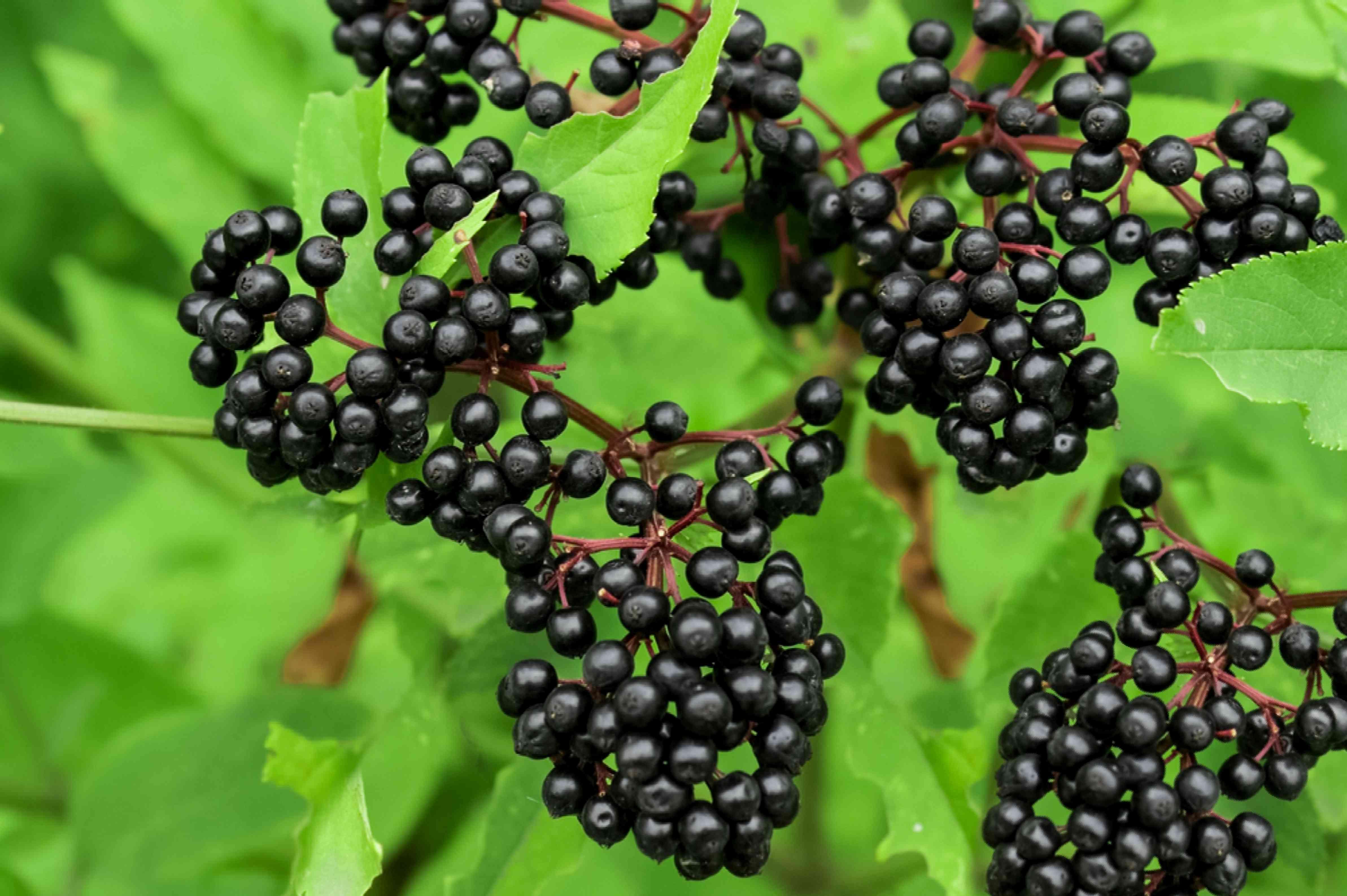 Elderberry