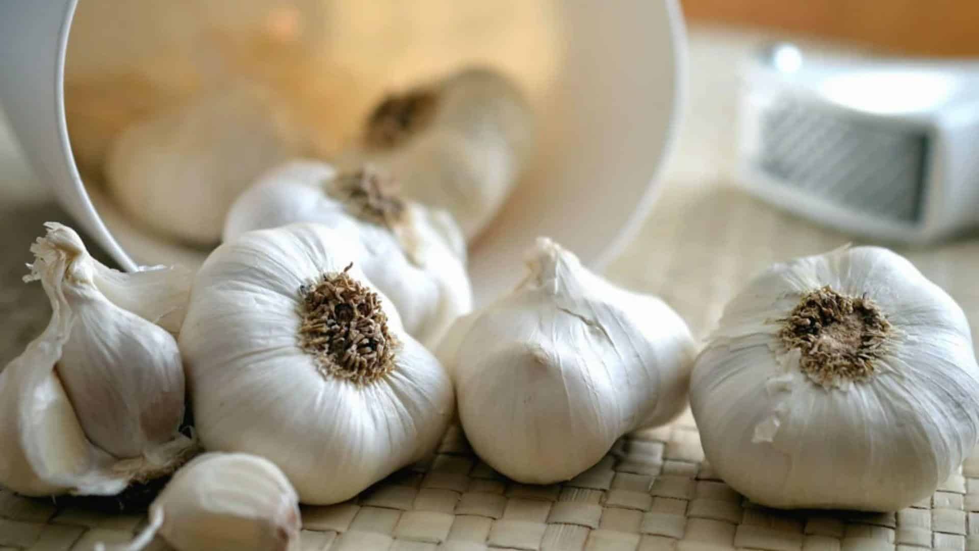 Elephant_Garlic