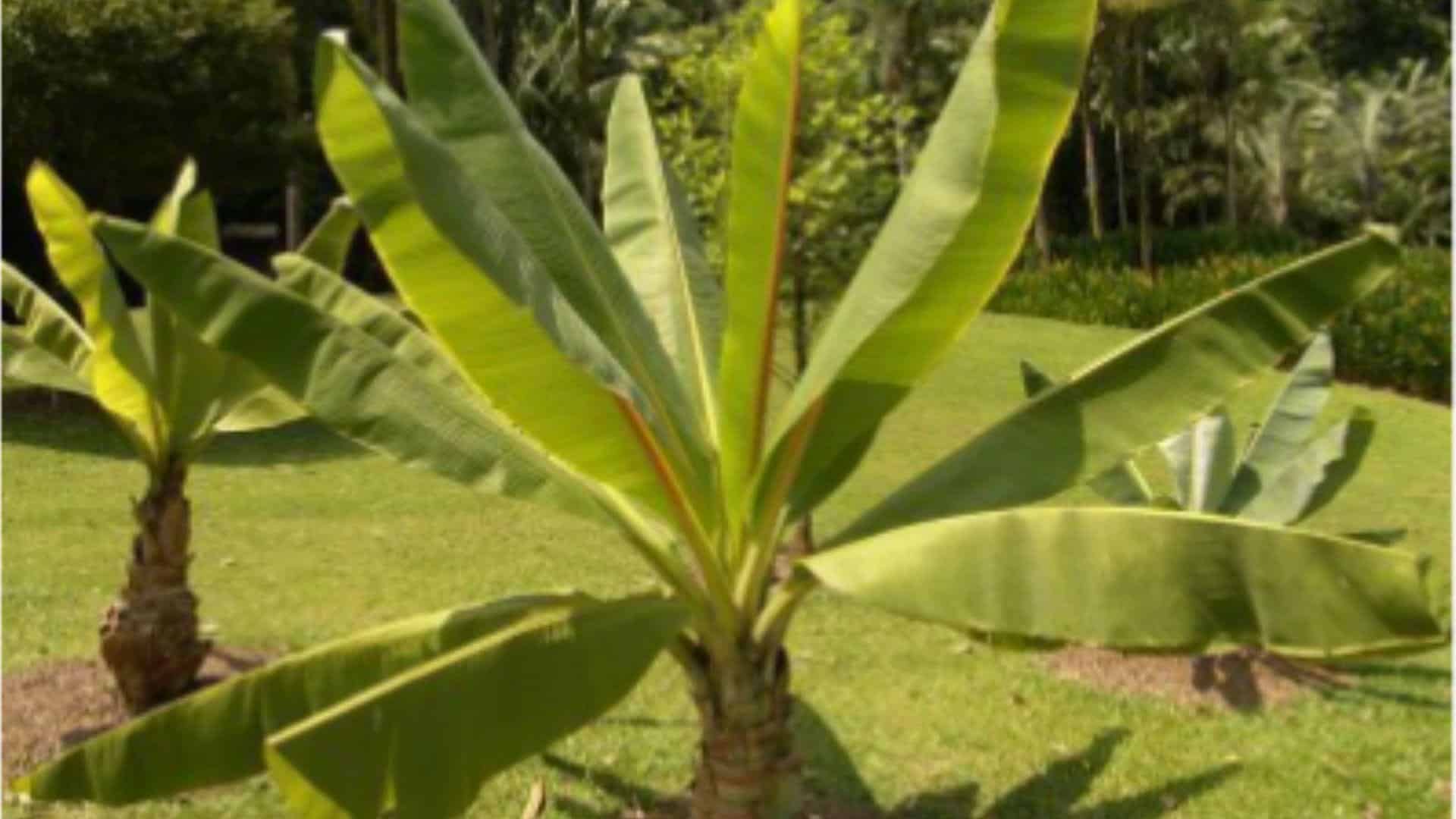 Ensete