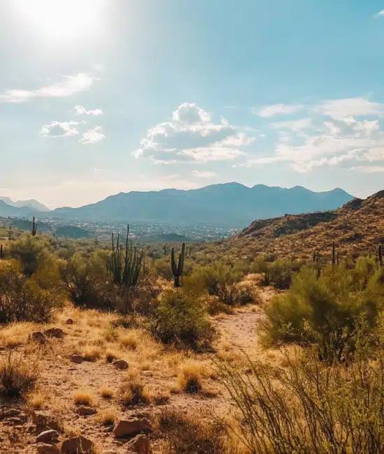 From Cacti to Coyotes: The Natural Beauty of Phoenix