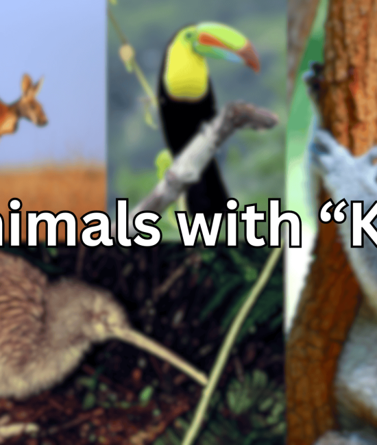 Incredible Animals Starting with "K"
