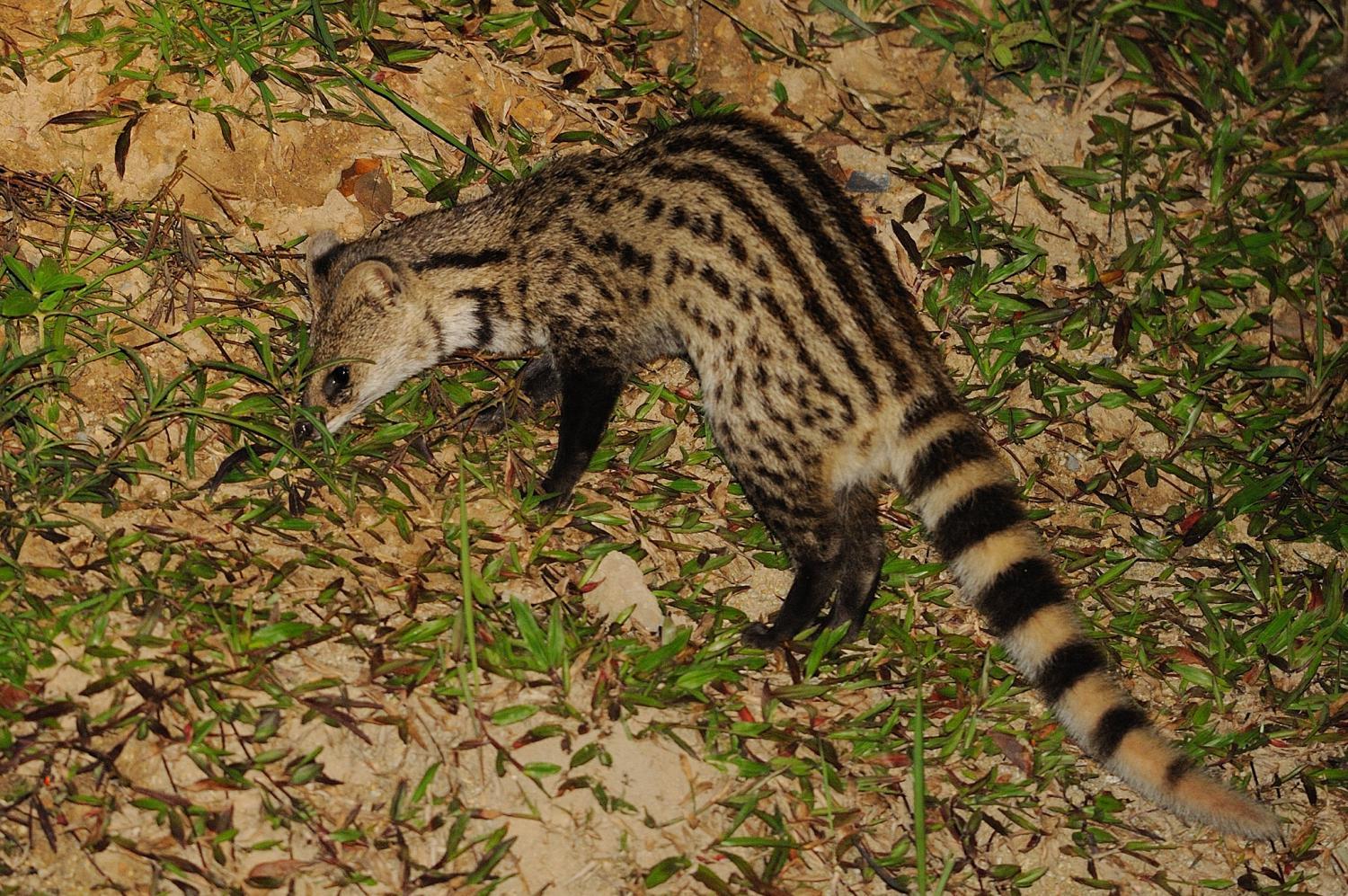 Indian_Civet