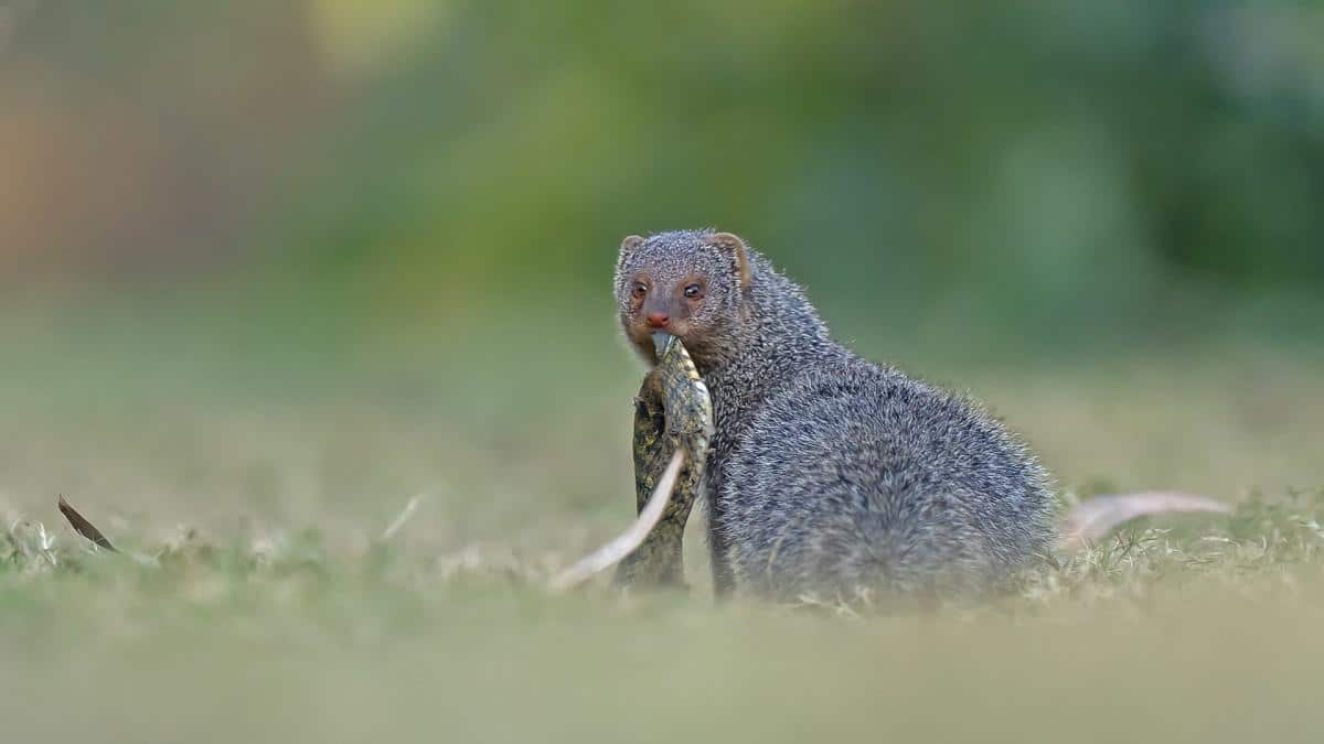 Indian_Gray_Mongoose