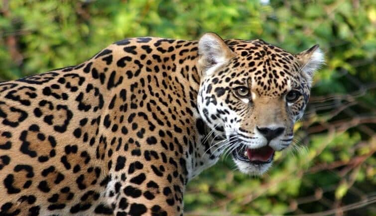Indian_Leopard