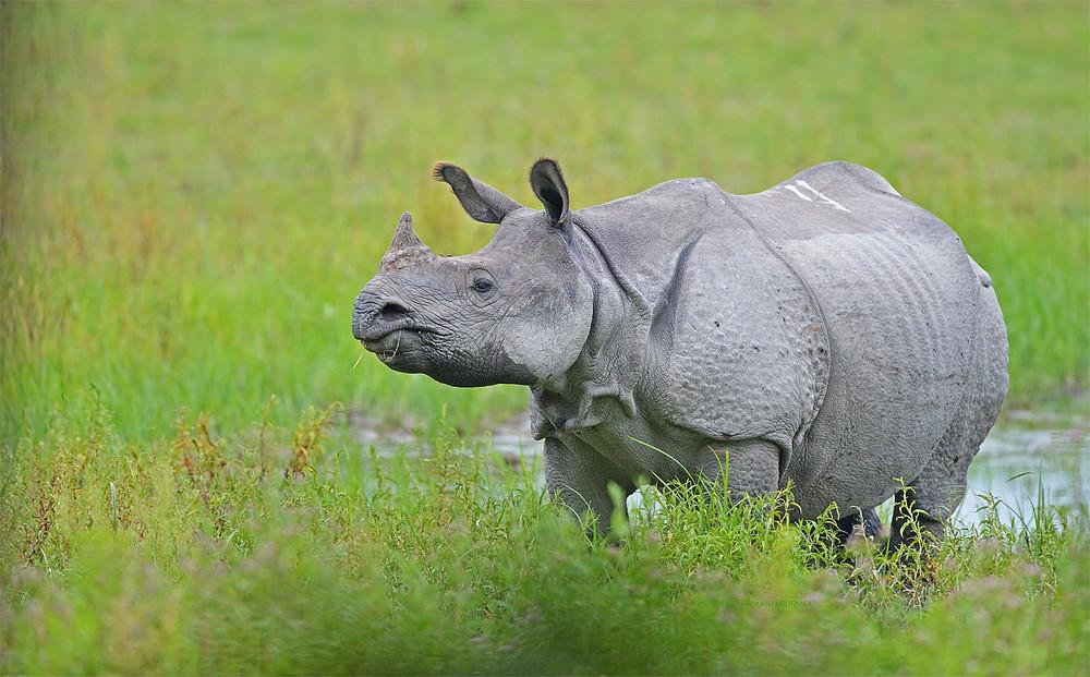 Indian_Rhinoceros