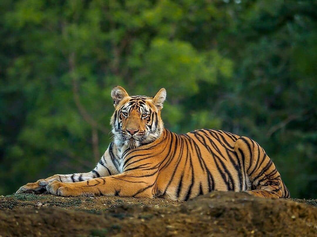 Indian_Tiger