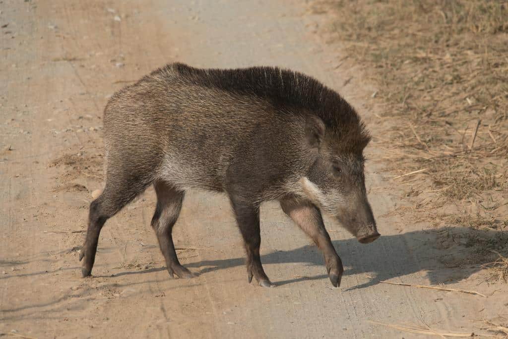 Indian_Wild_Boar