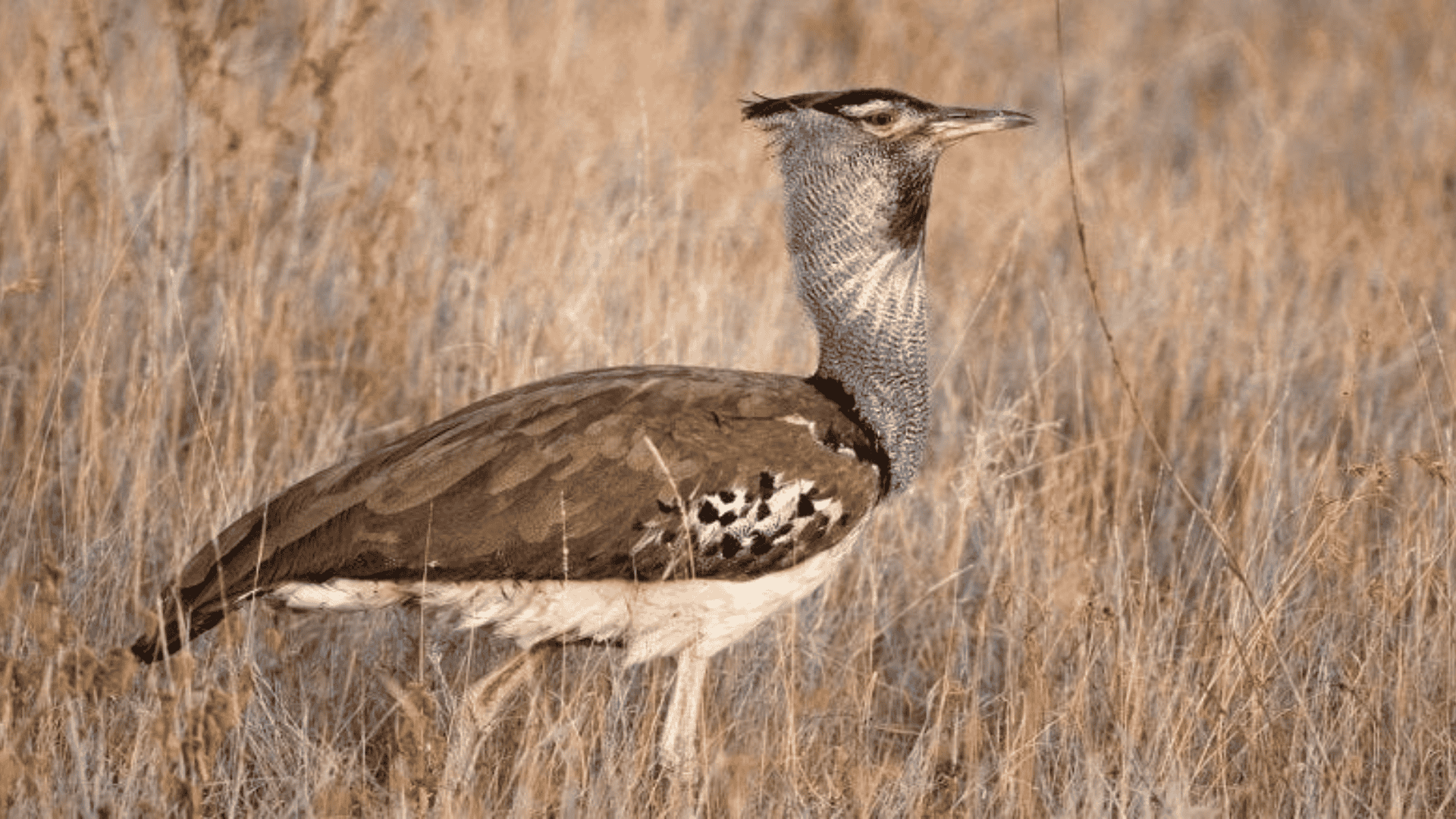 K-12_Kori_Bustard