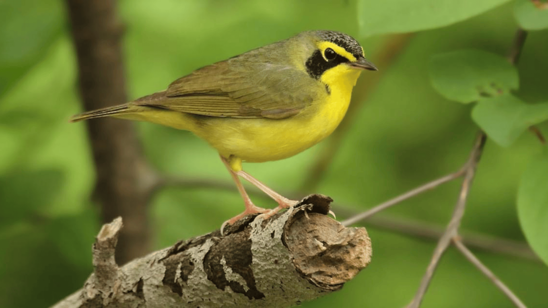 K-13_Kentucky_Warbler