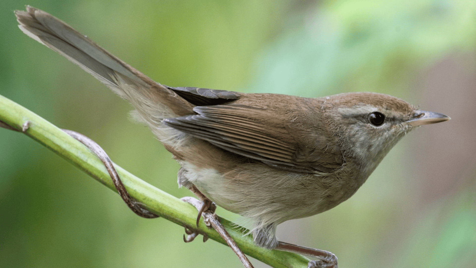K-16_Korean_Bush_Warbler