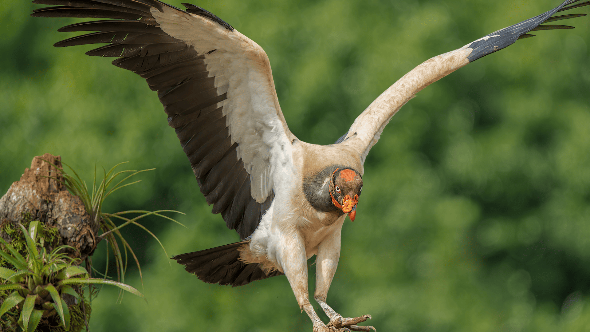 K-6_King_Vulture