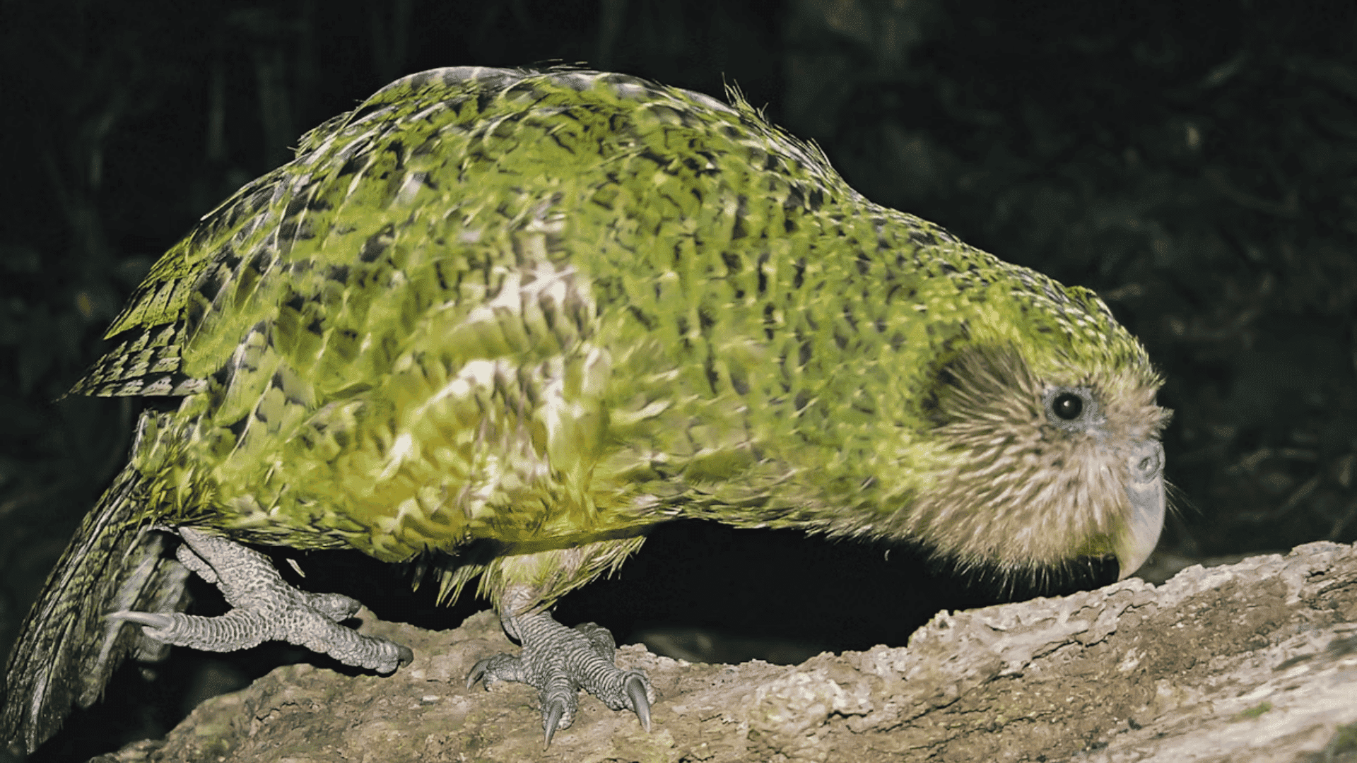 K-8_Kakapo