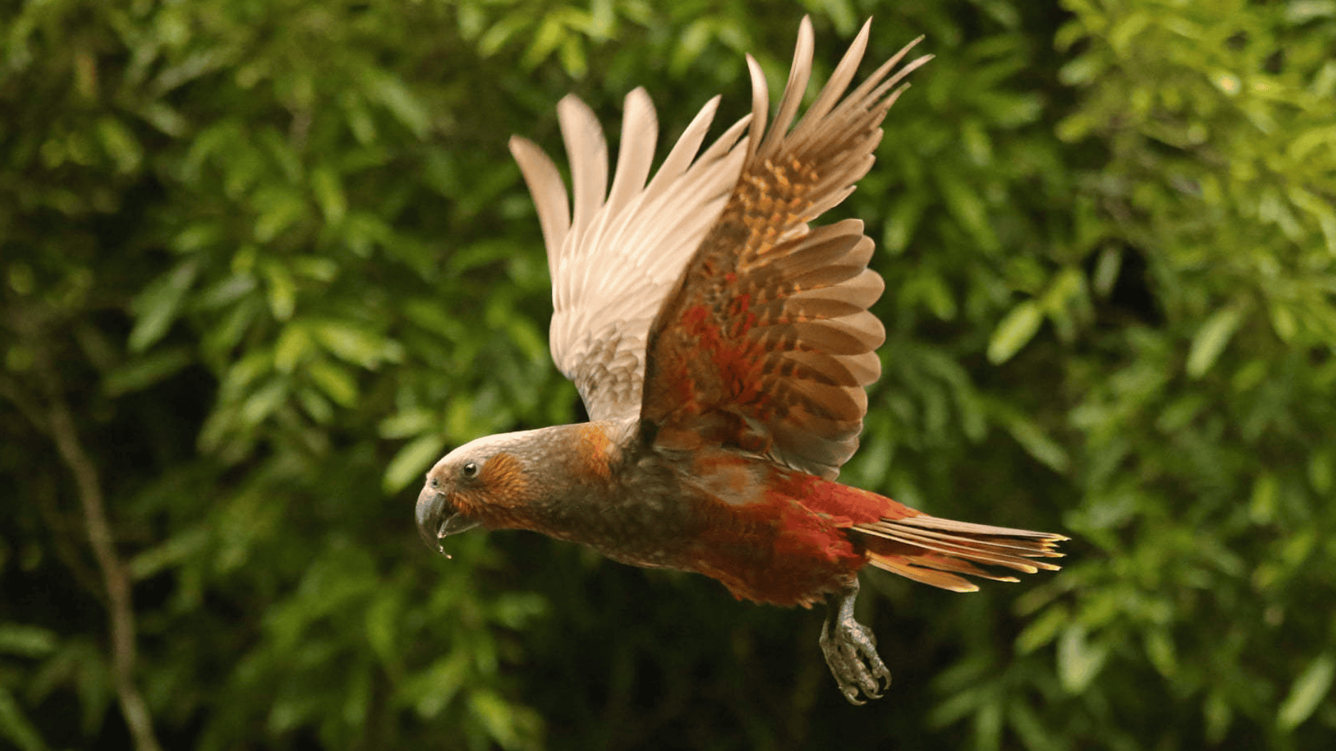 Kākā