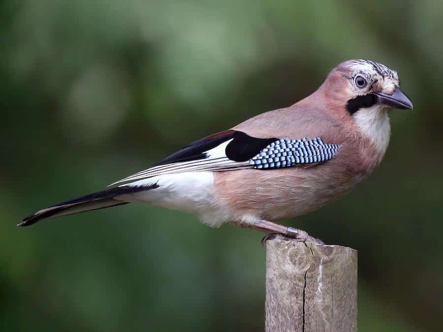 L-12_Eurasian_Jay