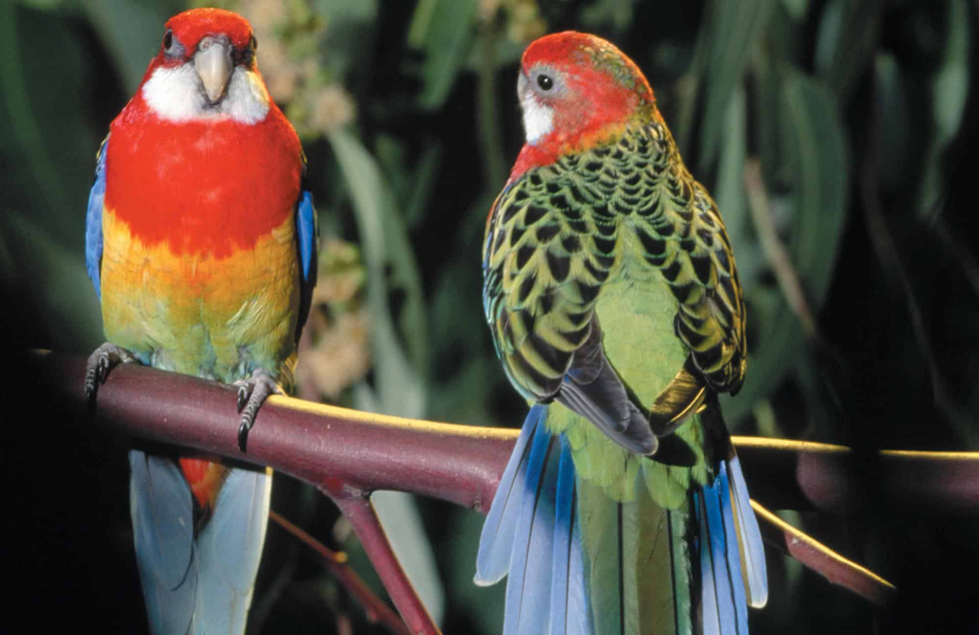 L-13_Eastern_Rosella