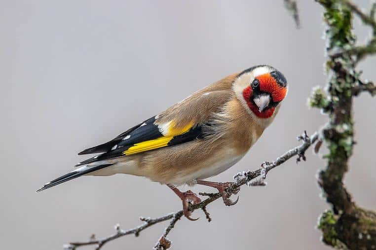 L-14_European_Goldfinch