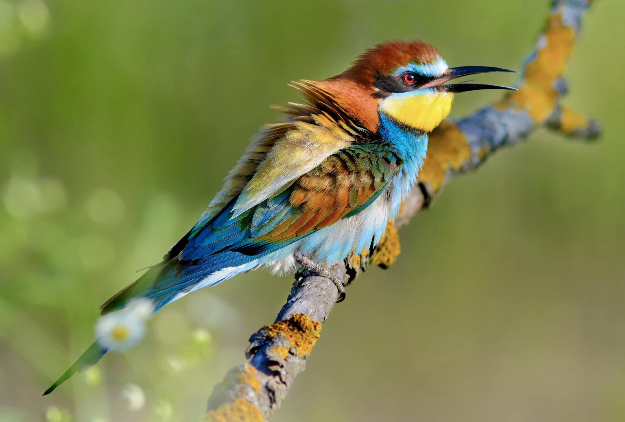 L-15_European_Bee-Eater