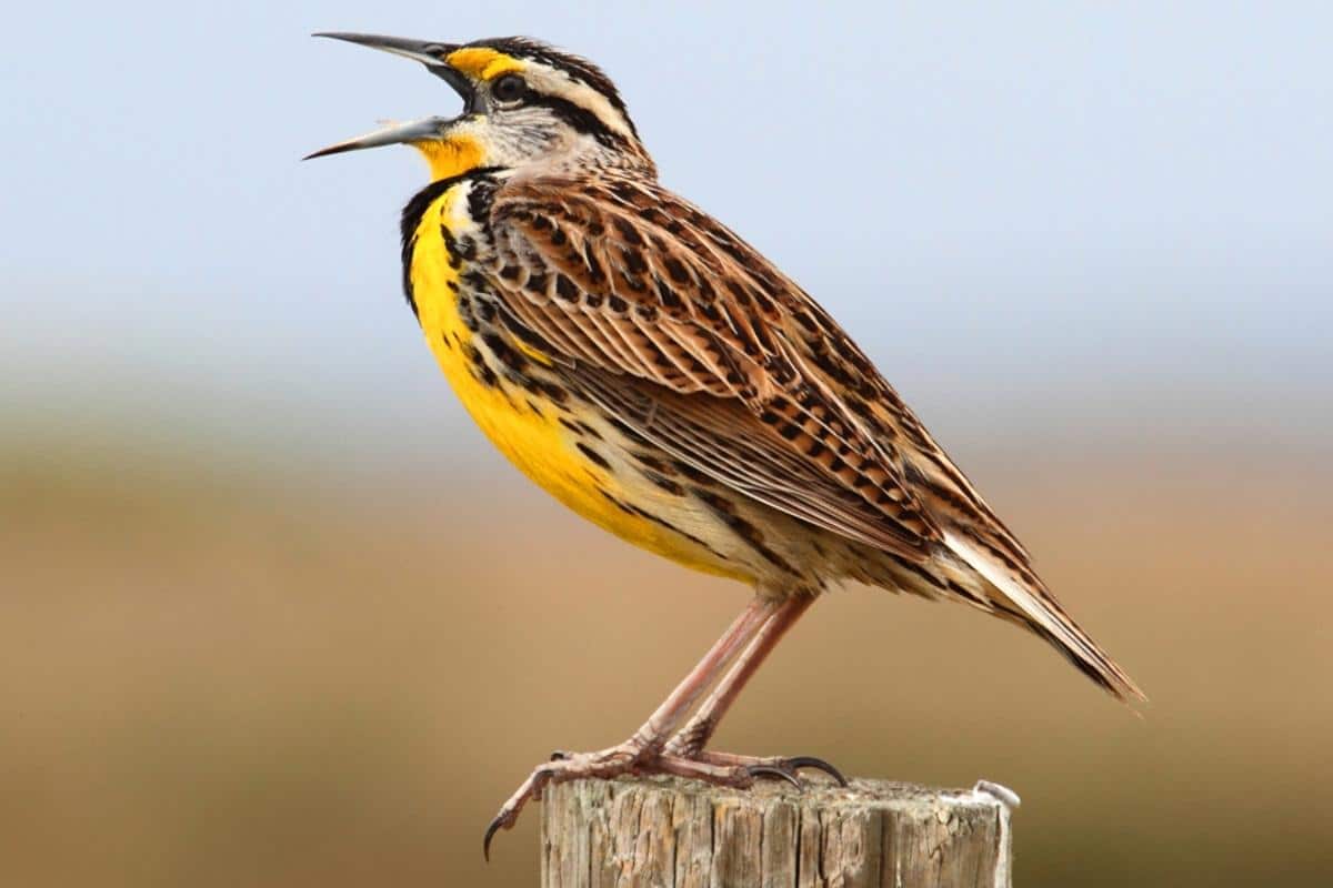 L-16_Eastern_Meadowlark