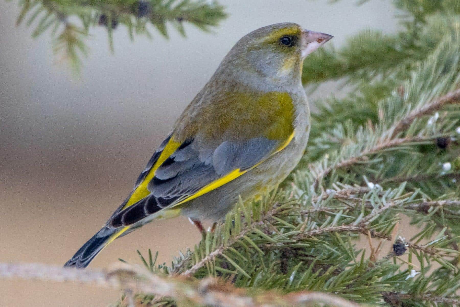 L-17_European_Greenfinch