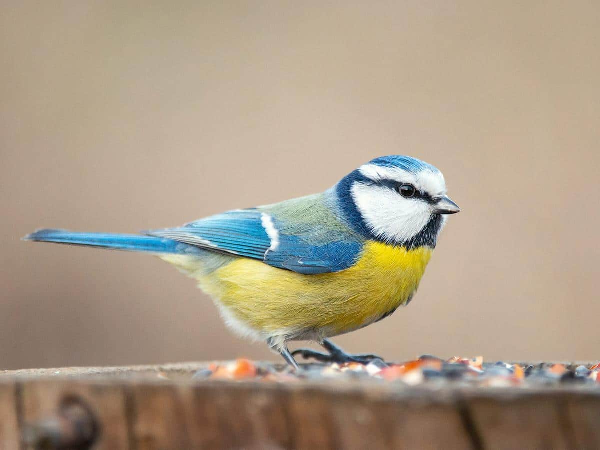 L-18_Eurasian_Blue_Tit