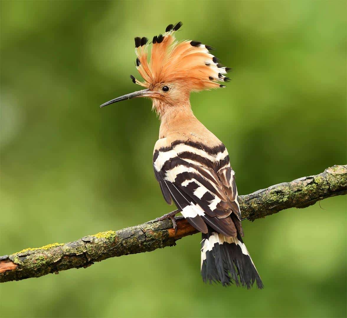 L-19_Eurasian_Hoopoe