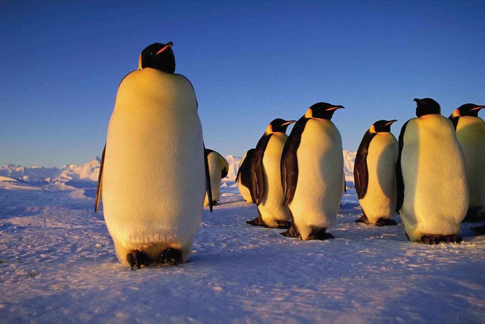 L-1_Emperor_Penguin