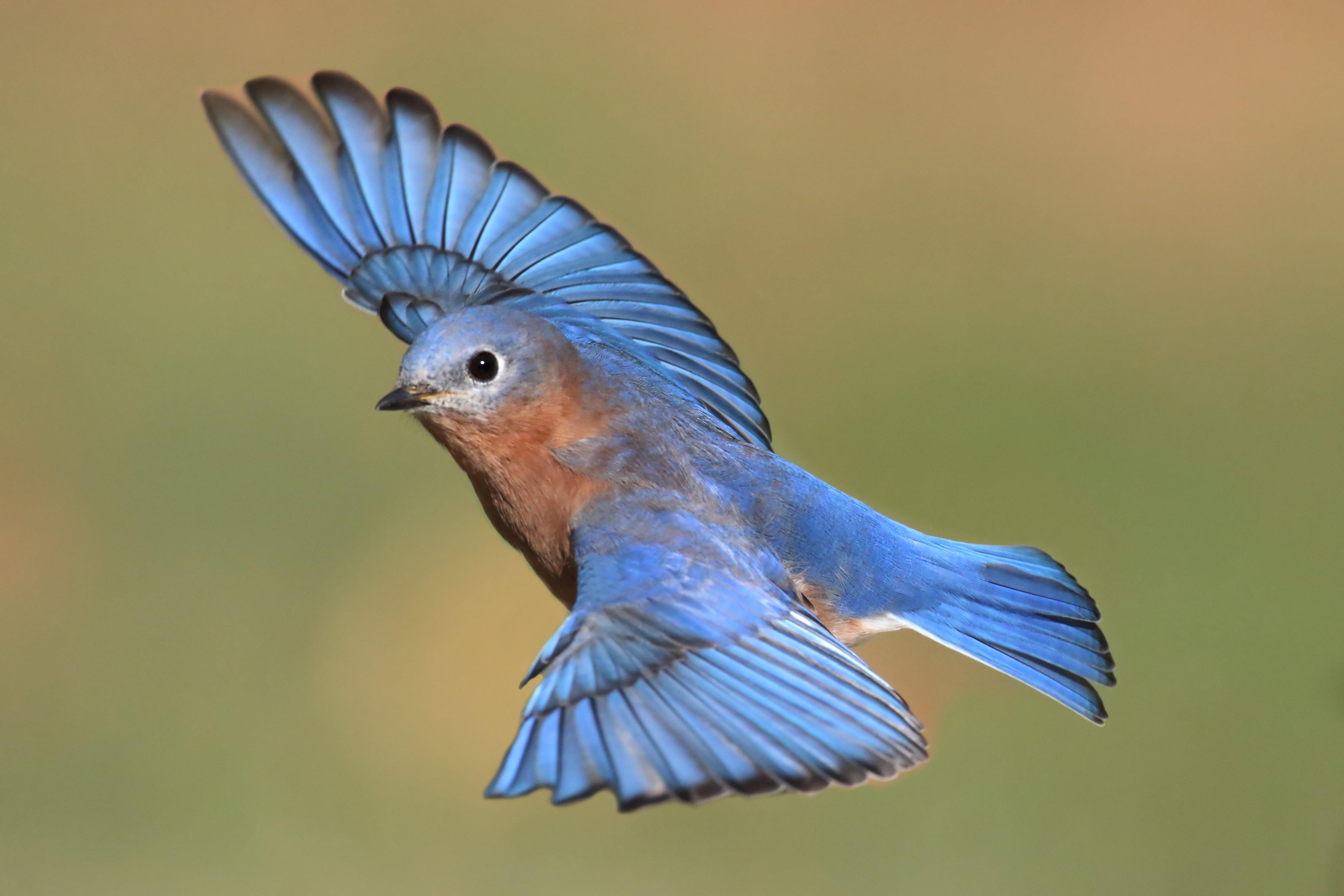 L-3_Eastern_Bluebird