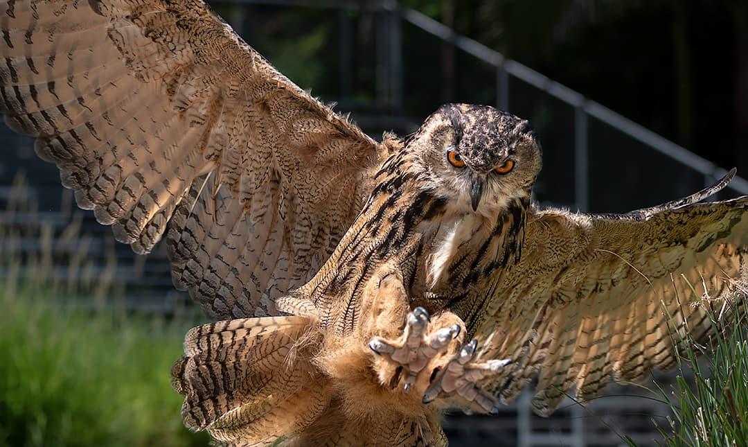 L-5_Eurasian_Eagle_Owl