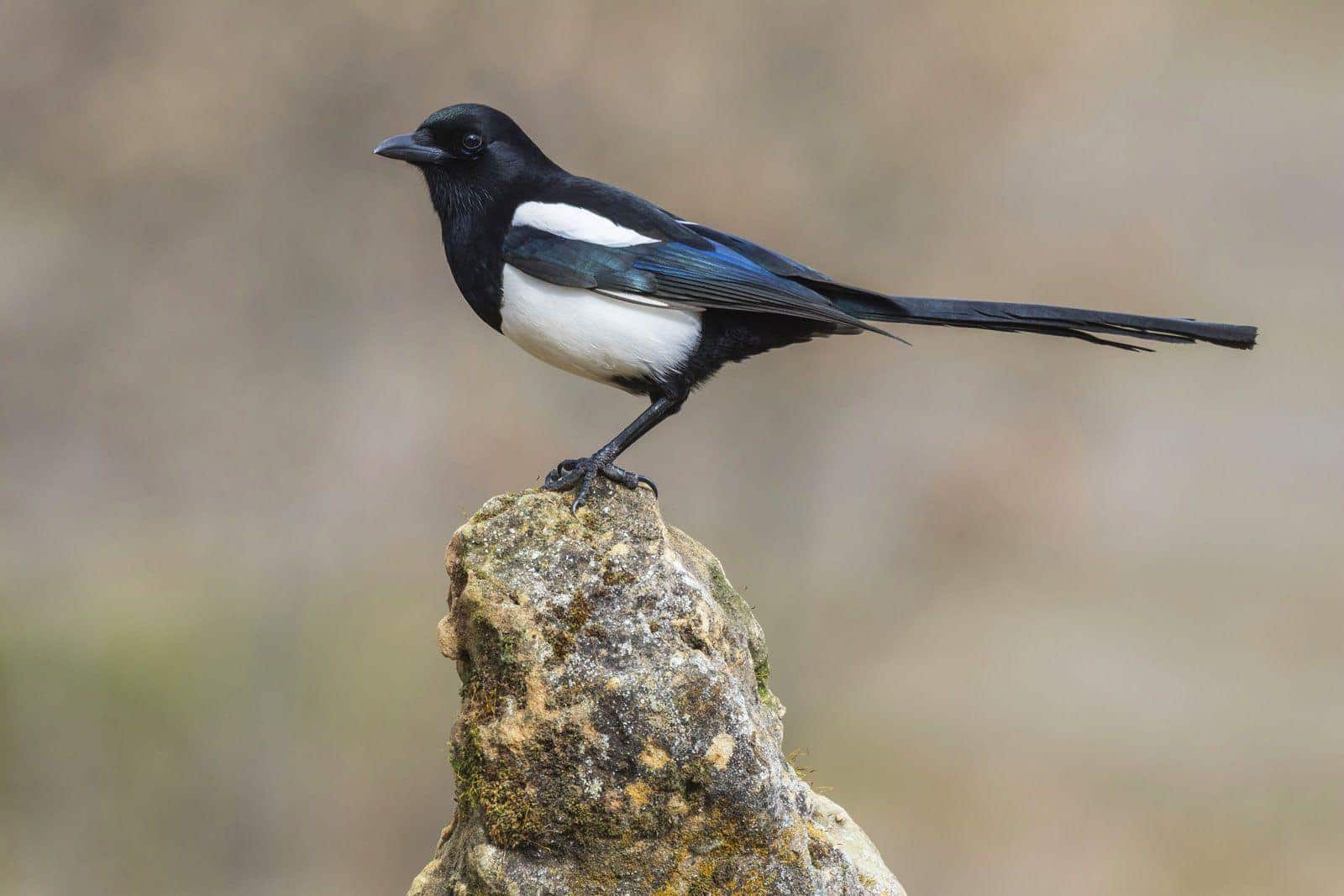 L-6_Eurasian_Magpie