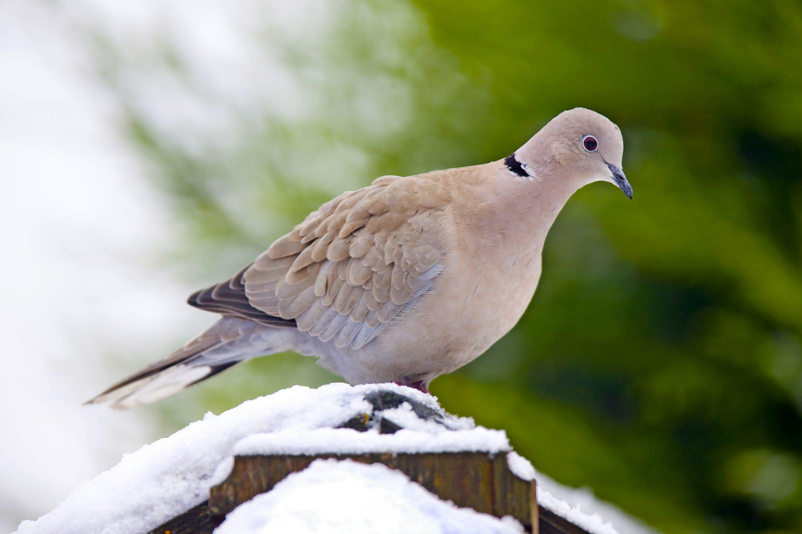 L-7_Eurasian_Collared_Dove