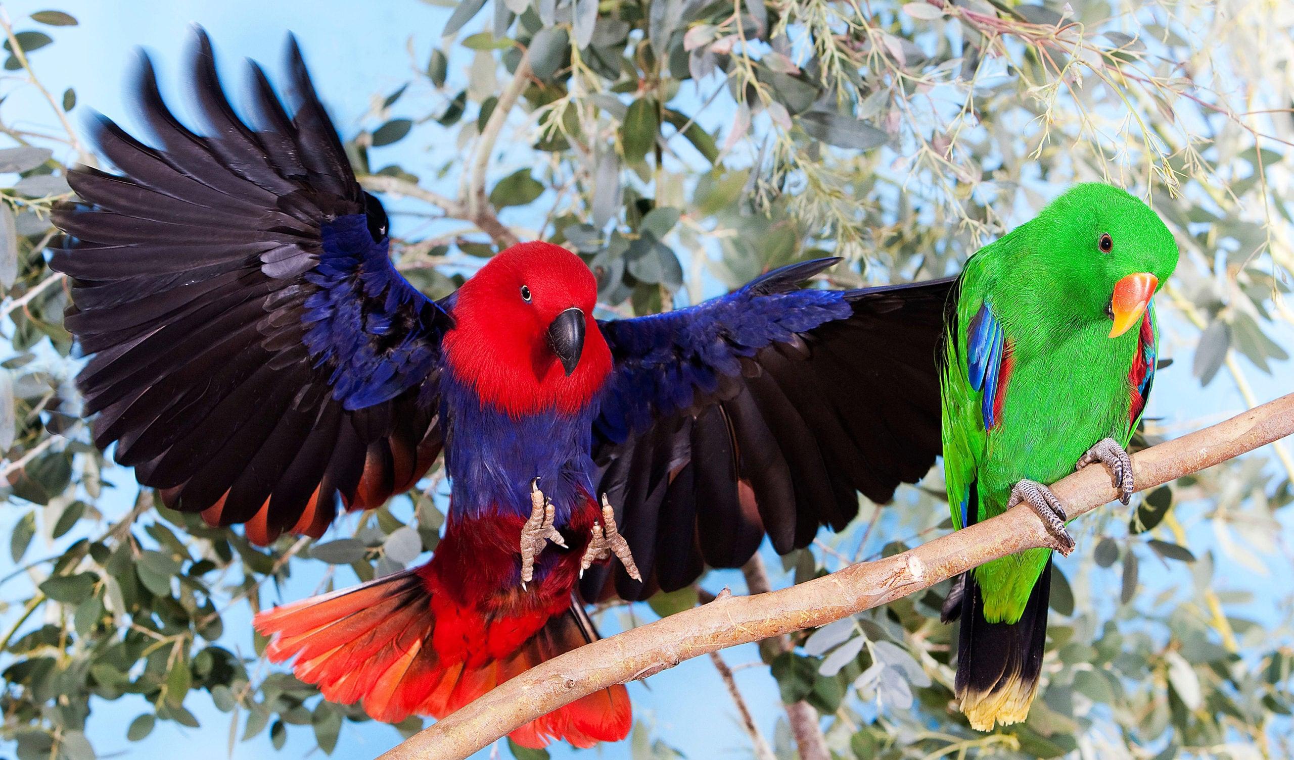 L-8_Eclectus_Parrot