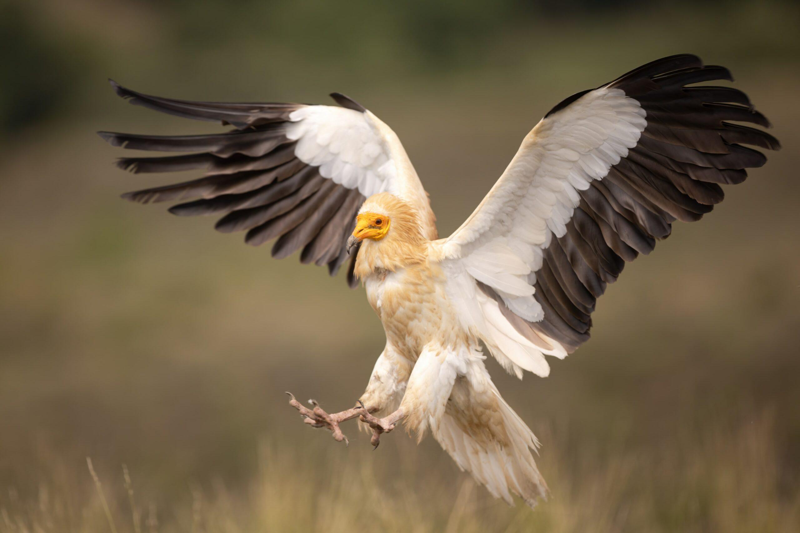 L-9_Egyptian_Vulture