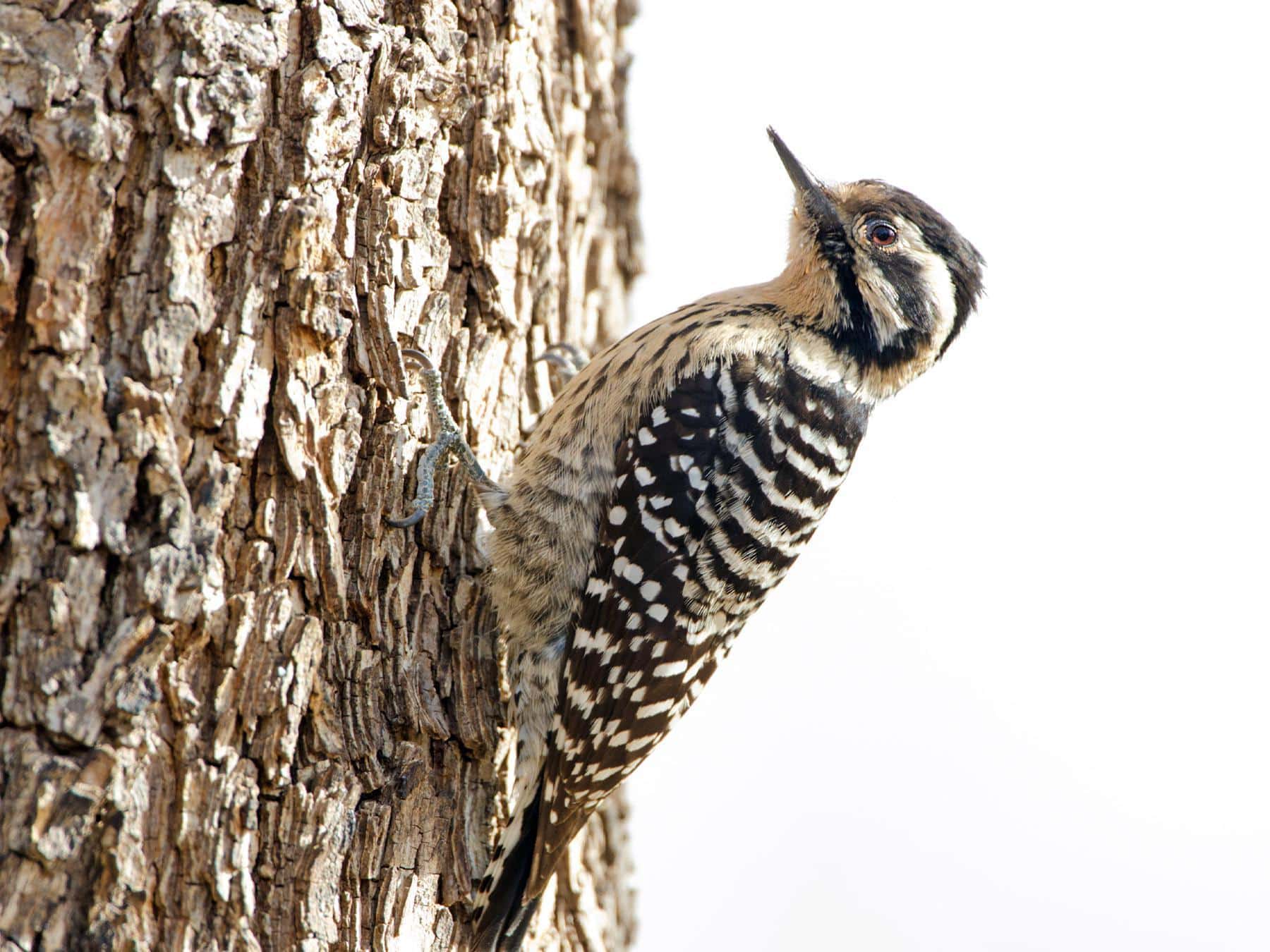 Ladder-backed_Woodpecker