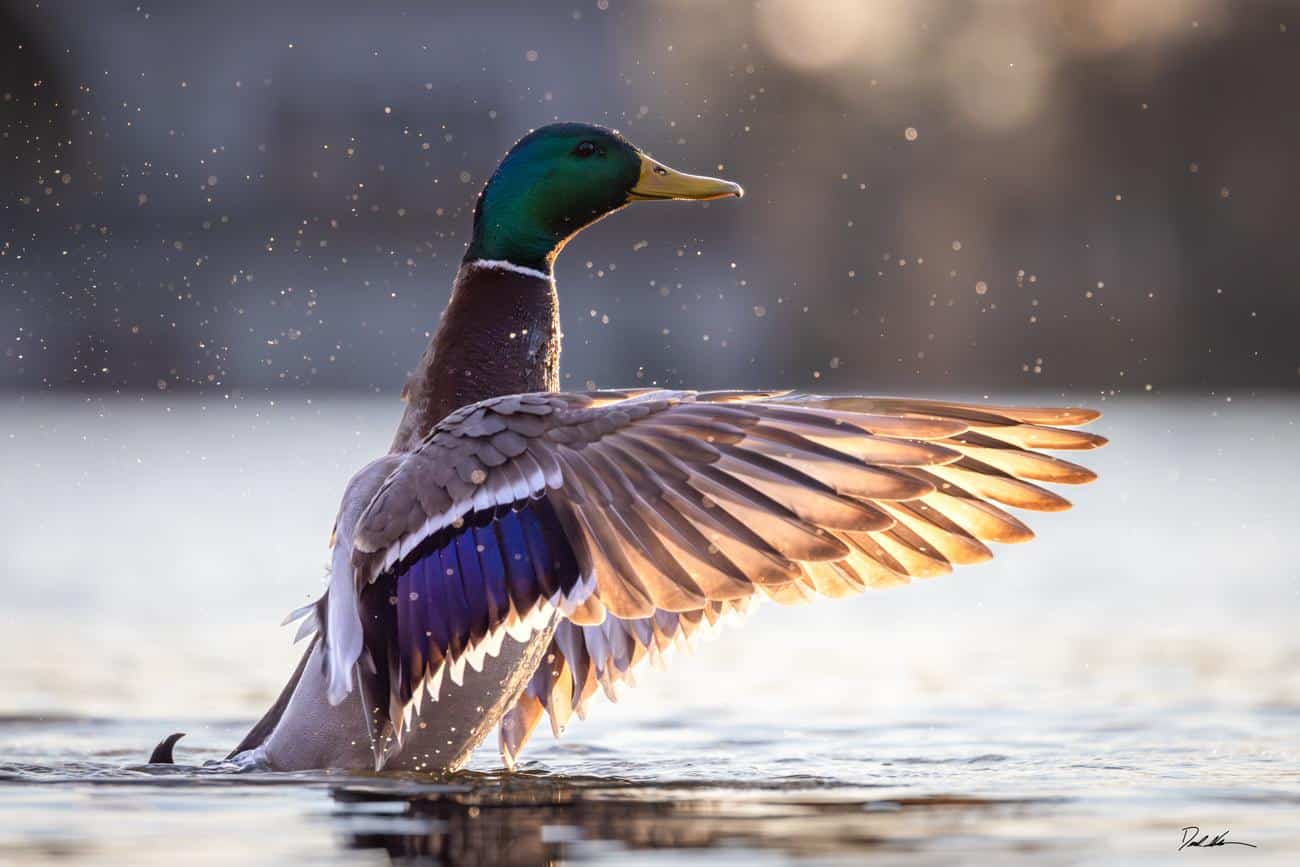 Lake_Duck
