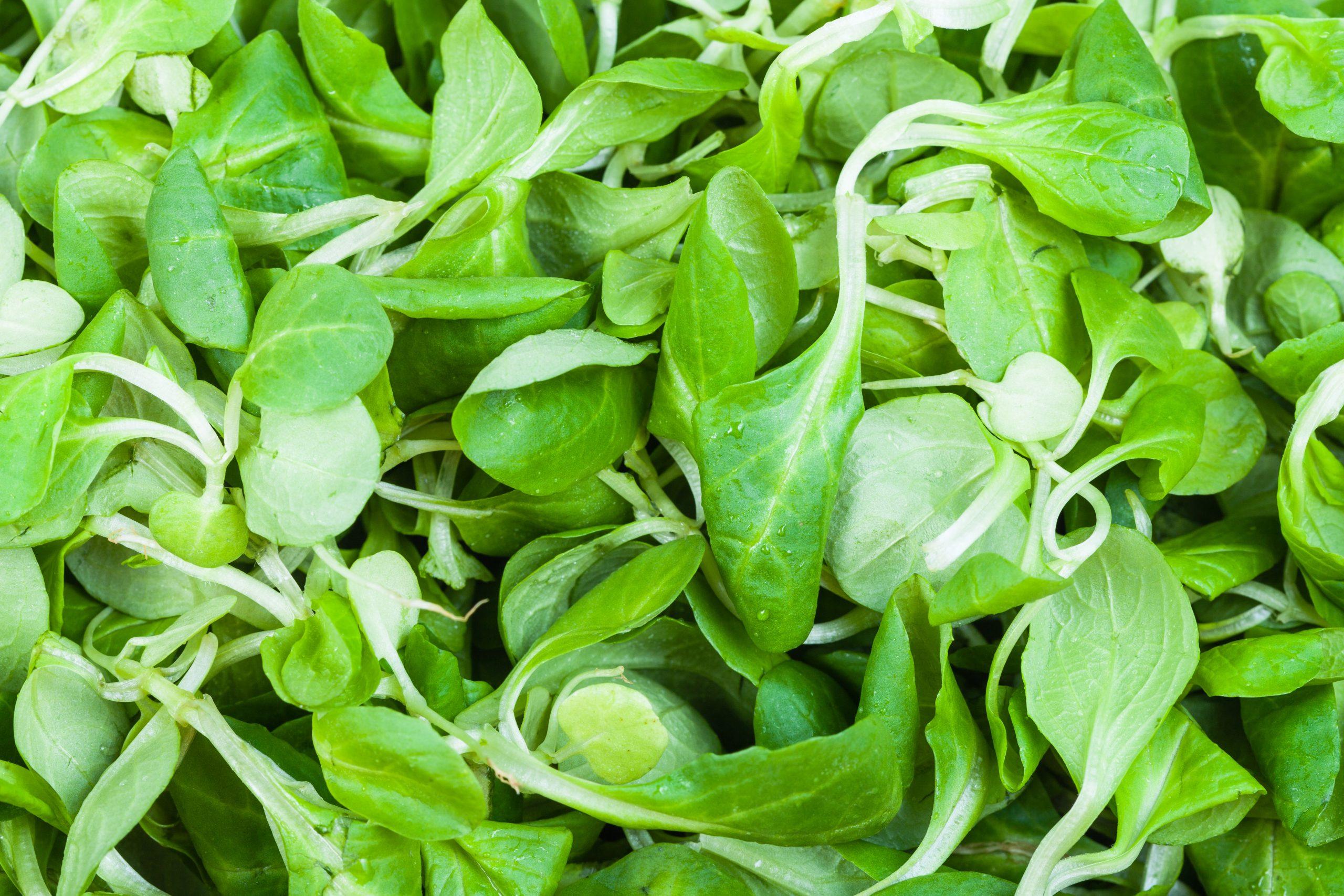 Lambs_lettuce_mache
