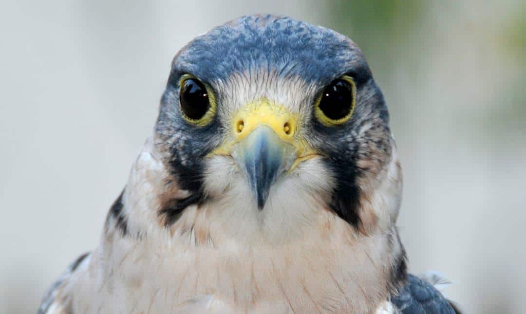 Lanner_Falcon