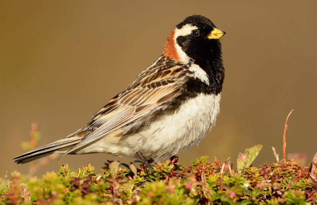 Lapland_Longspur
