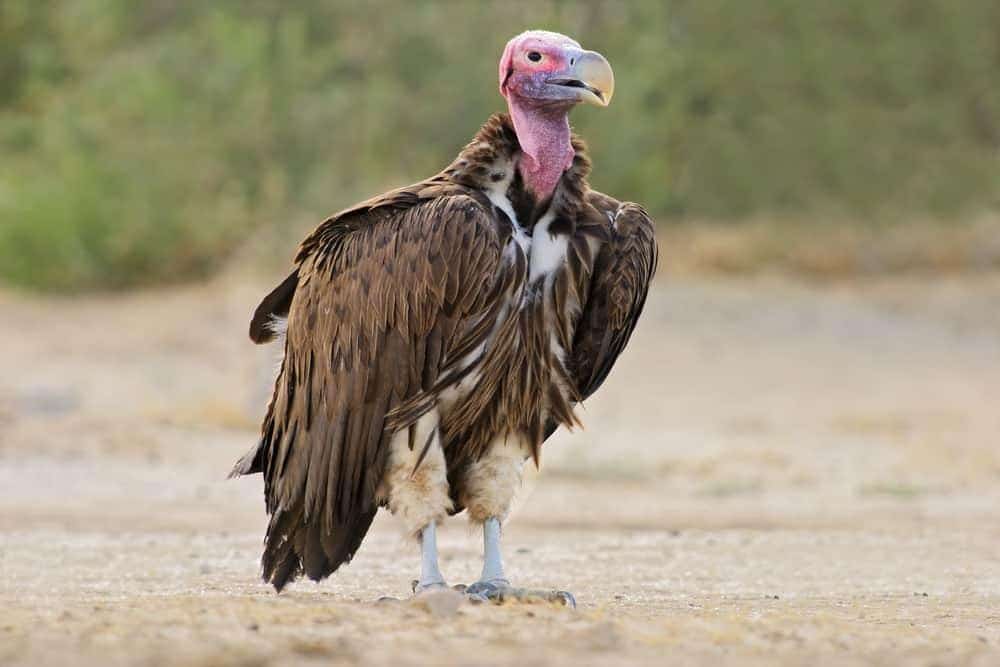 Lappet-faced_Vulture