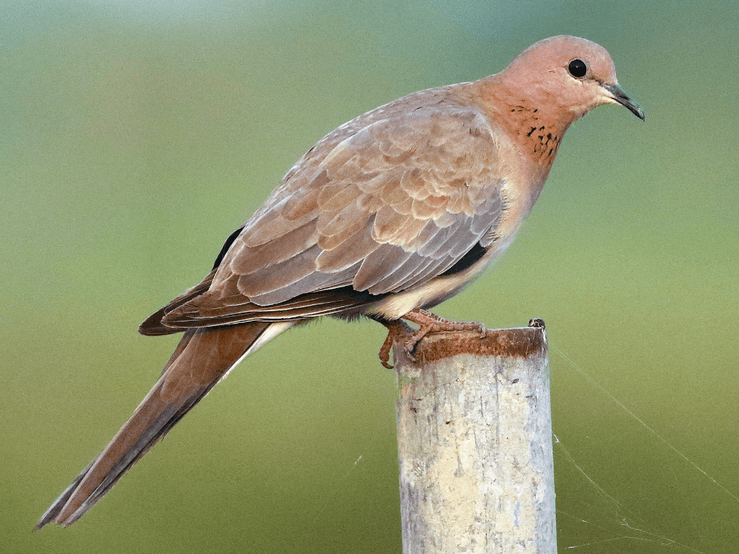 Laughing_Dove