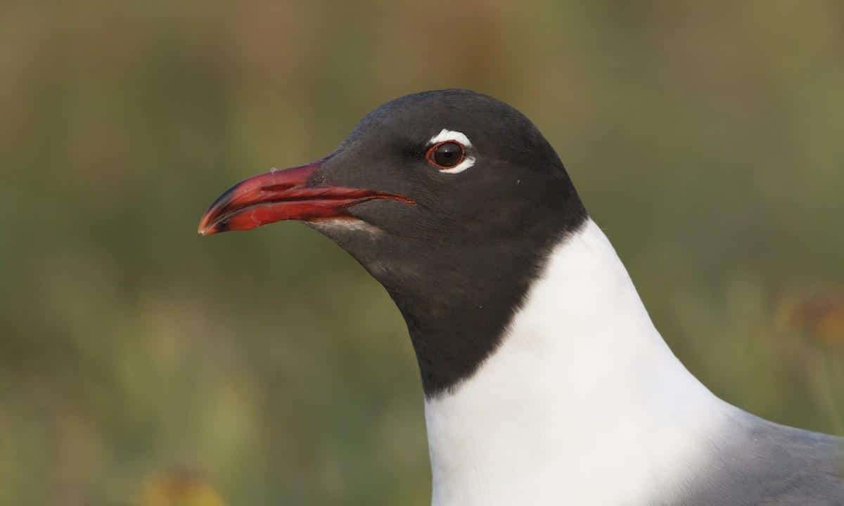 Laughing_Gull
