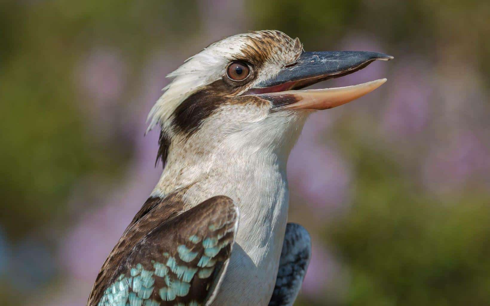 Laughing_Kookaburra