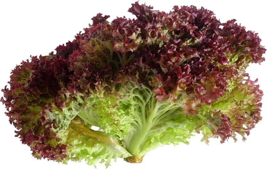 Lollo_rosso_lettuce