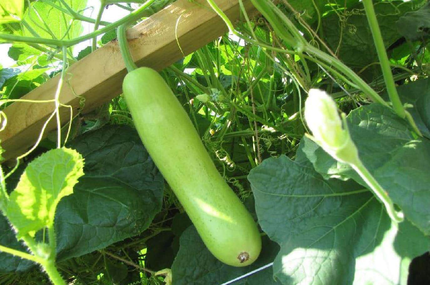 Long_gourd
