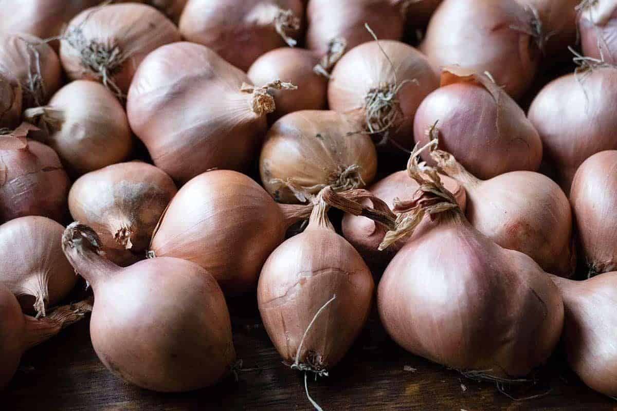 Louisiana_shallot