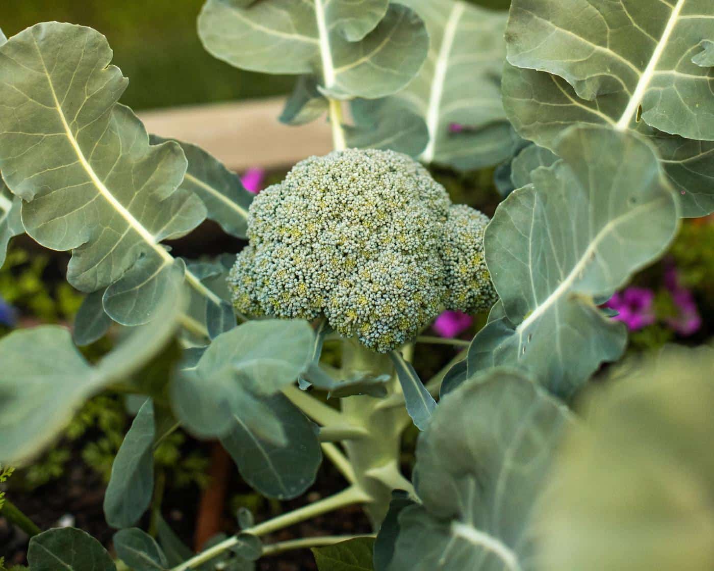 Low-growing_broccoli