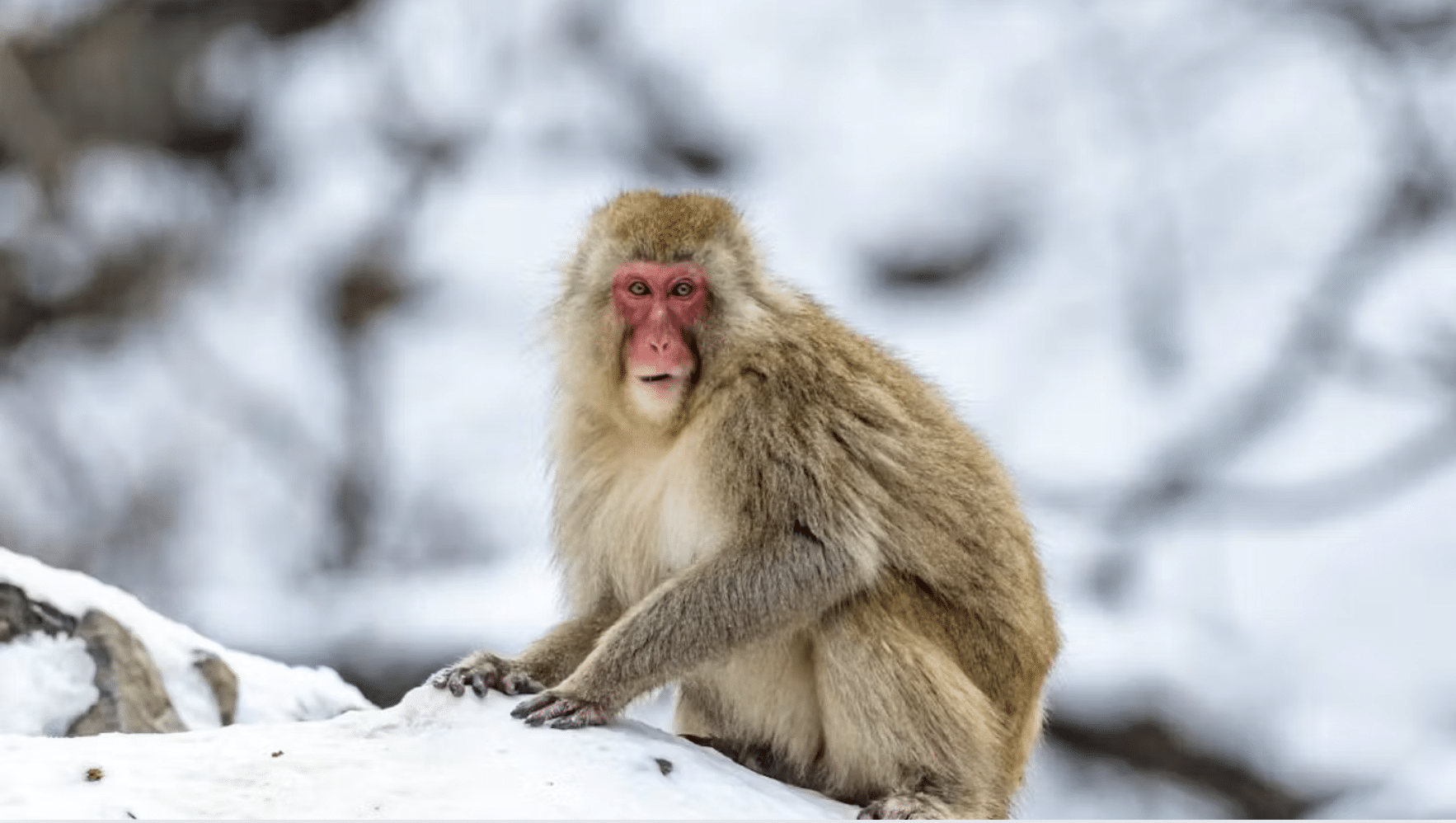 Macaque