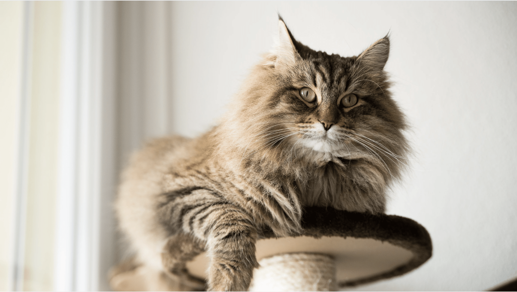 Maine_Coon