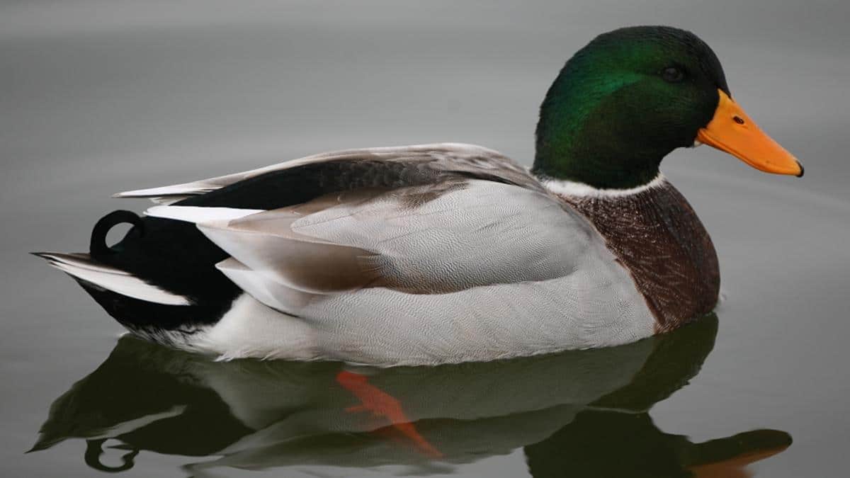 Mallard