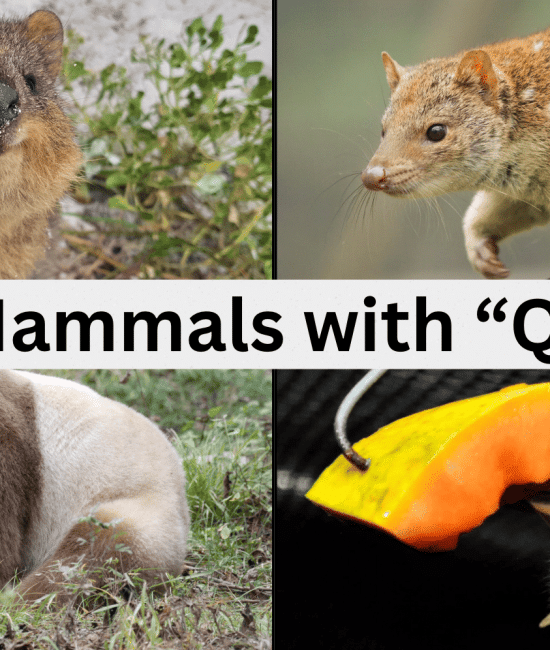 Mammals That Start with the Letter Q