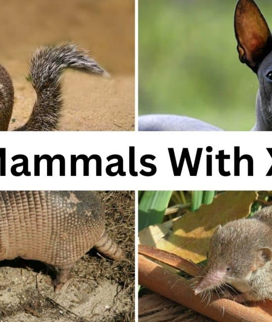 Mammals that Begin with The Unique Letter X